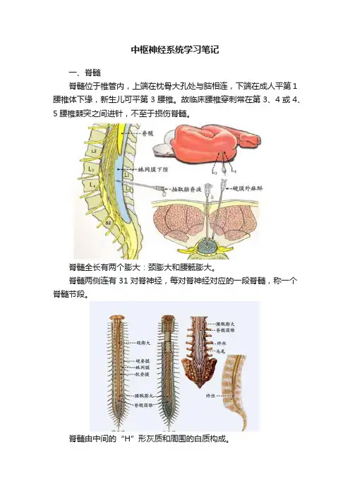 中枢神经系统学习笔记