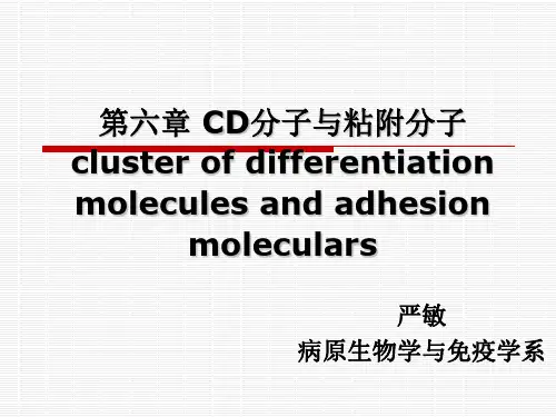 CD分子与粘附分子