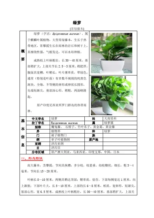 常绿藤本--绿萝知识介绍