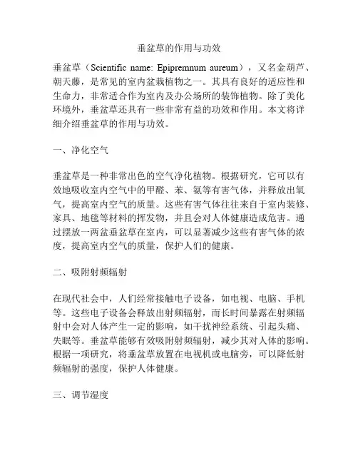 垂盆草的作用与功效