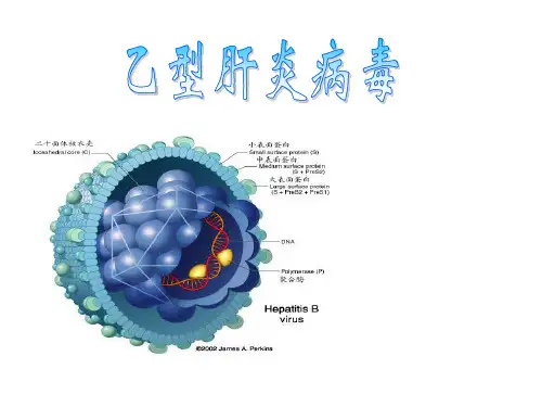 乙型肝炎病毒 .ppt