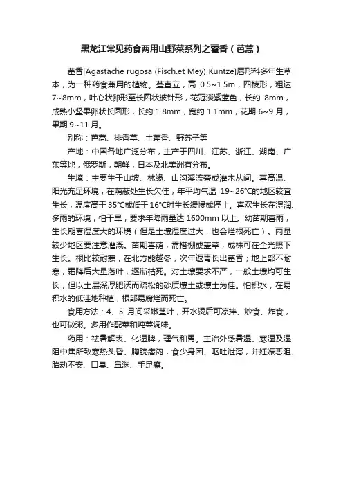 黑龙江常见药食两用山野菜系列之藿香（芭蒿）