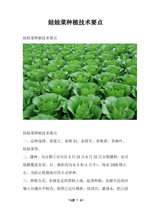 娃娃菜种植技术要点