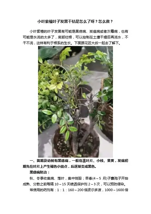 小叶紫檀叶子发黑干枯是怎么了呀？怎么救？