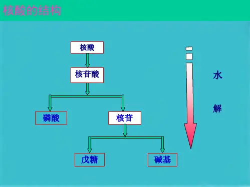 生物化学 核酸的结构(共57张PPT)