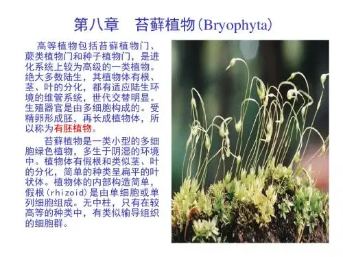第八章苔藓植物(Bryophyta)(精)