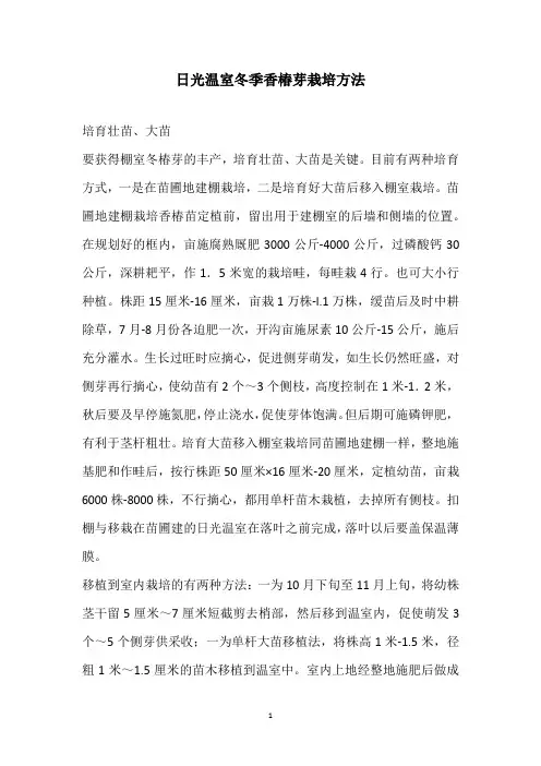 日光温室冬季香椿芽栽培方法
