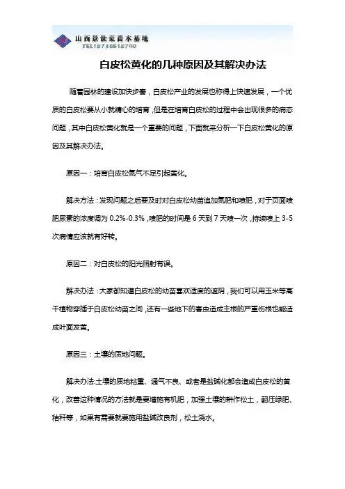 白皮松黄化的几种原因及其解决办法