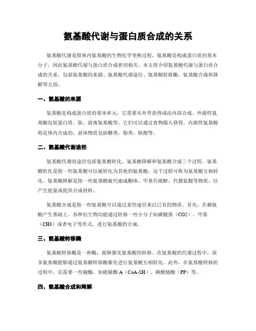 氨基酸代谢与蛋白质合成的关系