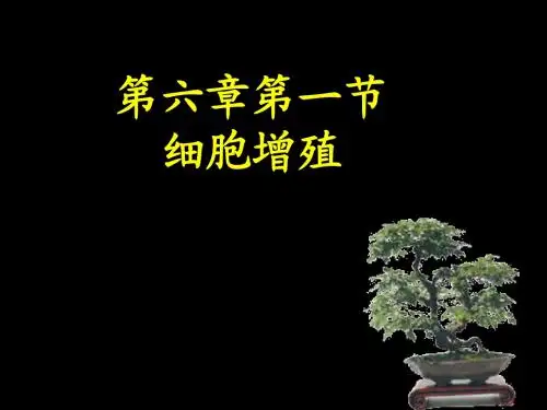 公开课有丝分裂