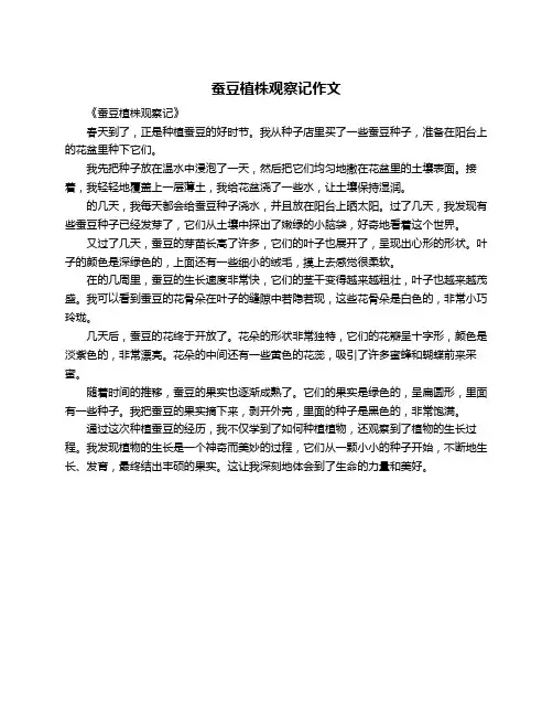 蚕豆植株观察记作文