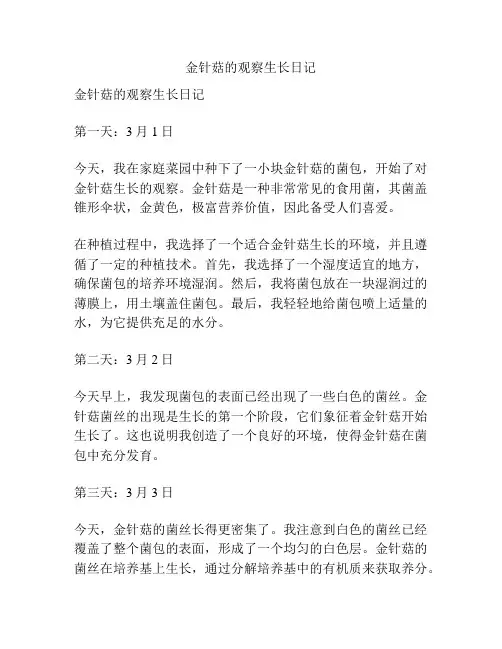 金针菇的观察生长日记