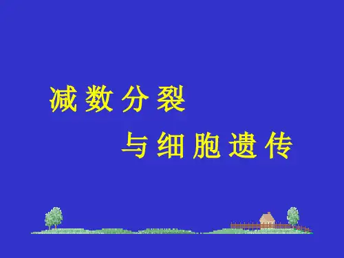减数分裂与细胞遗传