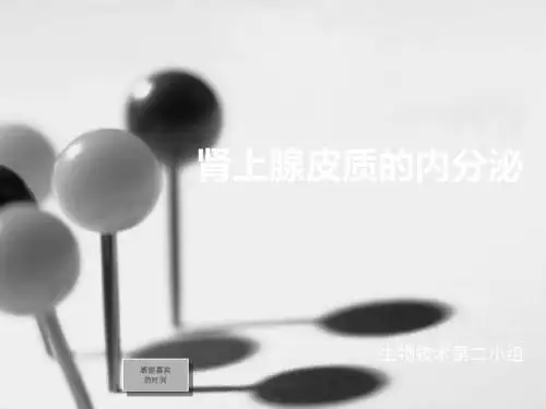 肾上腺皮质的内分泌