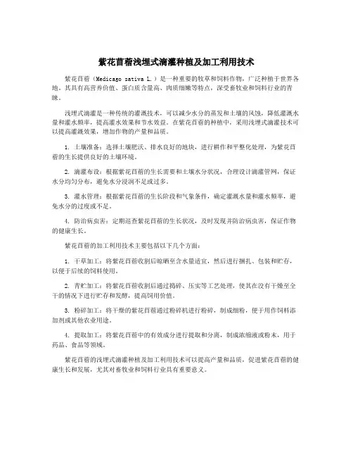 紫花苜蓿浅埋式滴灌种植及加工利用技术