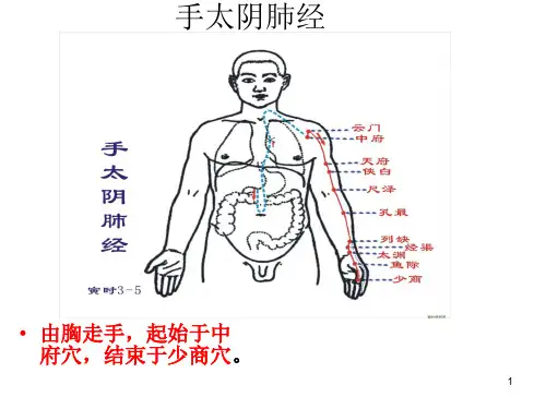 十二条经络及功能详细课堂PPT