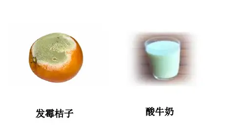 第四章第一节细菌和真菌的分布