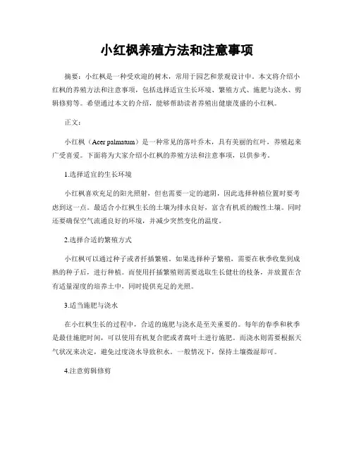 小红枫养殖方法和注意事项