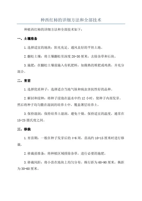 种西红柿的详细方法和全部技术