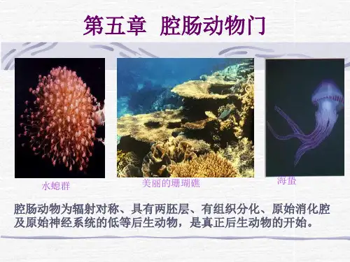 第五章 腔肠动物门