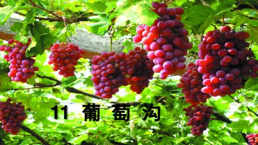新版二年级语文上册课件-11 葡萄沟 -人教版部编版(共26张PPT)演示课件