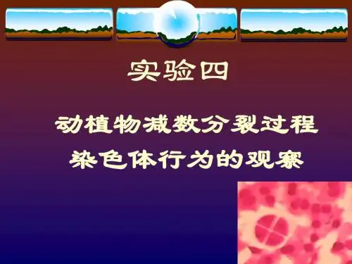 减数分裂
