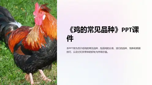 《鸡的常见品种》课件