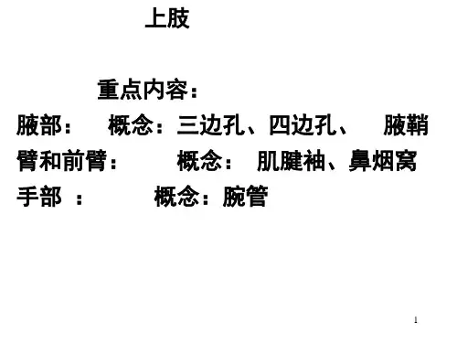 局部解剖学课件：上肢下肢脊柱区