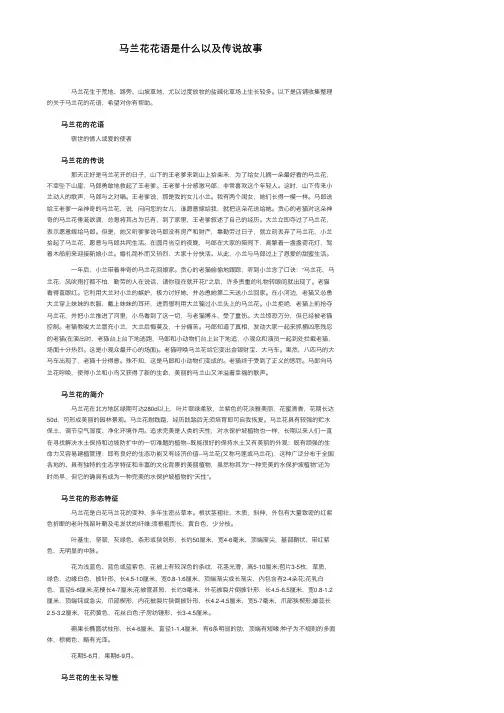 马兰花花语是什么以及传说故事