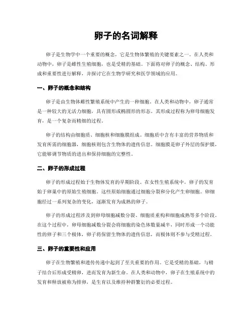 卵子的名词解释