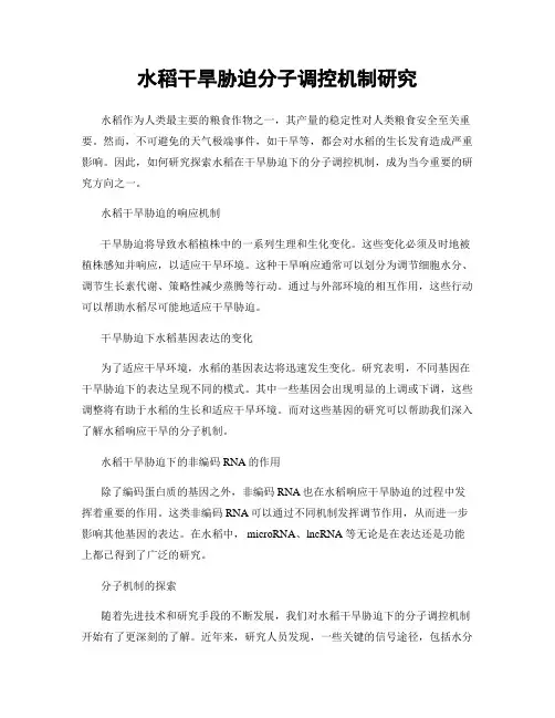 水稻干旱胁迫分子调控机制研究