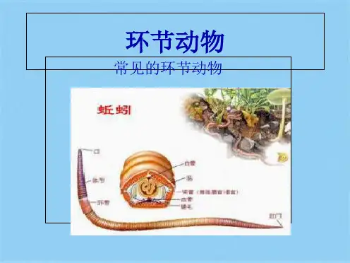 环节动物(共4张PPT)