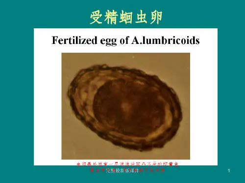 寄生虫标本考试图谱ppt课件