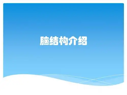 脑结构介绍