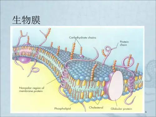 《生物膜》ppt课件
