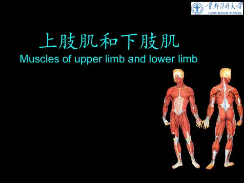 《人体系解剖学》教学课件：四肢肌