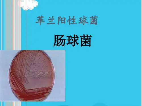 革兰阳性球菌-肠球菌(实用资料)ppt