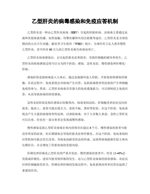 乙型肝炎的病毒感染和免疫应答机制
