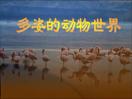 动物世界-关于动物的详细介绍