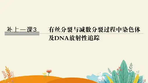 高考生物一轮复习：3有丝分裂与减数分裂过程中染色体及DNA放射性追踪精品课件