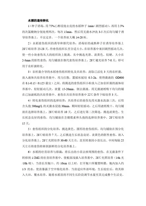 水稻的遗传转化