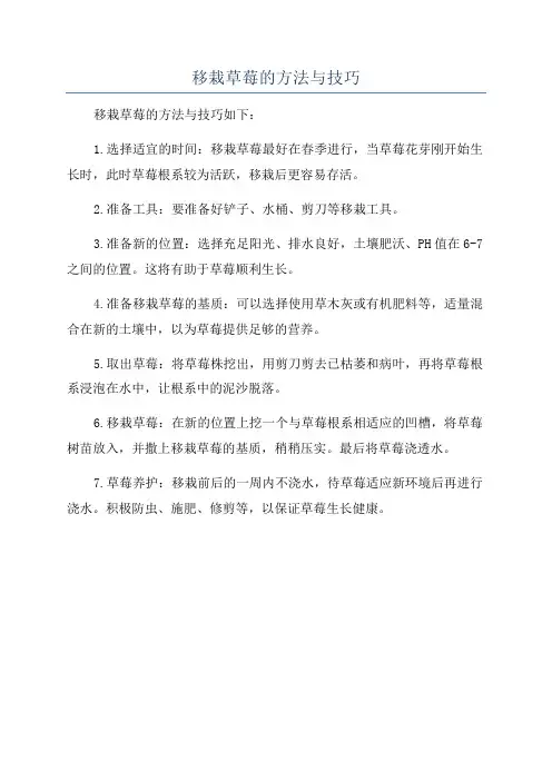 移栽草莓的方法与技巧