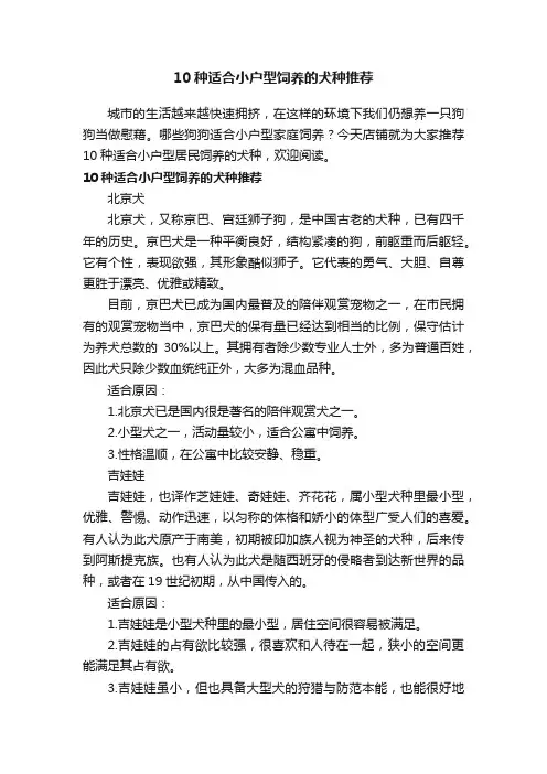 10种适合小户型饲养的犬种推荐