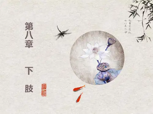 断层解剖学-下肢