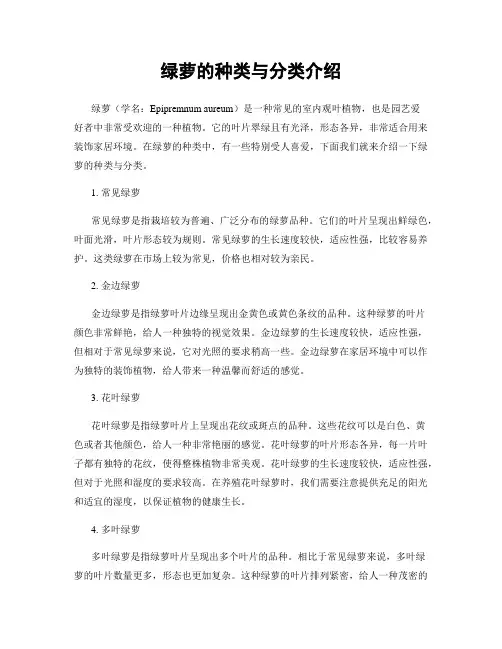 绿萝的种类与分类介绍