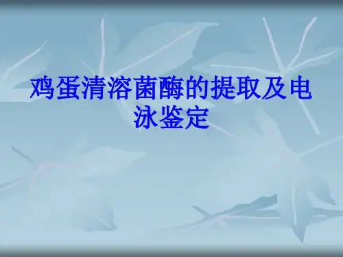 鸡蛋清溶菌酶的提取及电泳鉴定