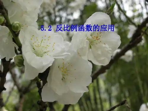 青岛版九年级数学下册第五章《反比例函数2》优课件