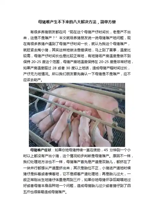 母猪难产生不下来的八大解决方法，简单方便