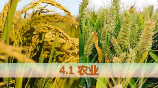 4.1.1 农业(课件)八年级地理上册课件(湘教版)