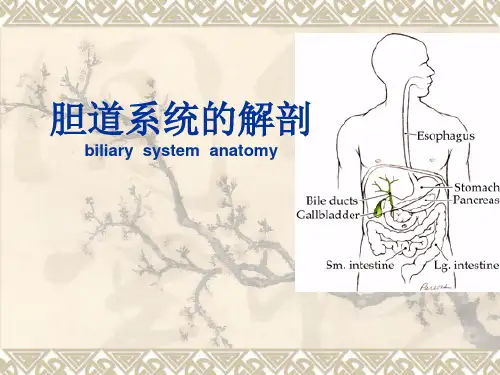 胆道系统解剖